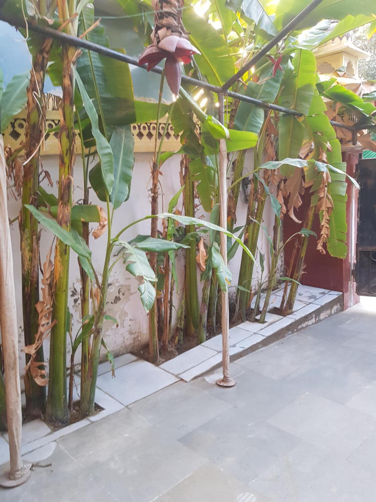 Sureli Haveli Leilighet Jaipur Rom bilde
